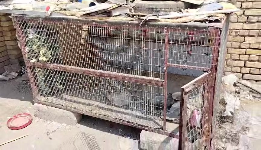 قفص تفصال شرط جبير ب40 نظيف

