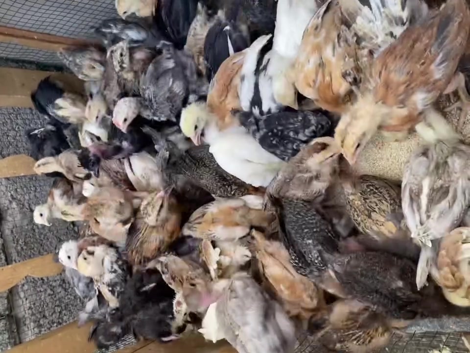 افراخ • ملقح • عمر شهر