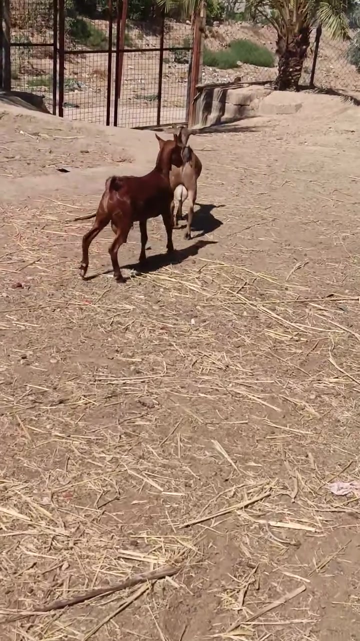 غزلانيات • حلوات • العلم