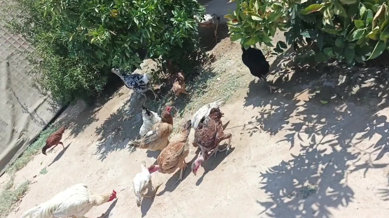 السلام عليكم متاح  30دجاجه عرب 10ابو ركيبه الشراي يجي خاص ***********
مكان بيجي قريه المزرعة
