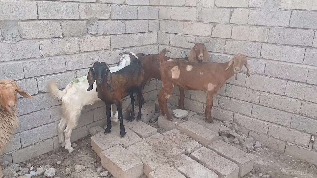 عنوز • ٤ حبات