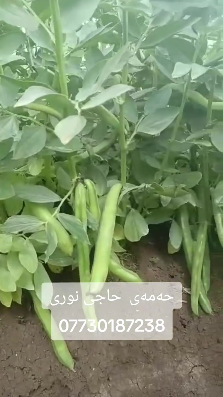 بذر باقلاء • هولندي • ضمان