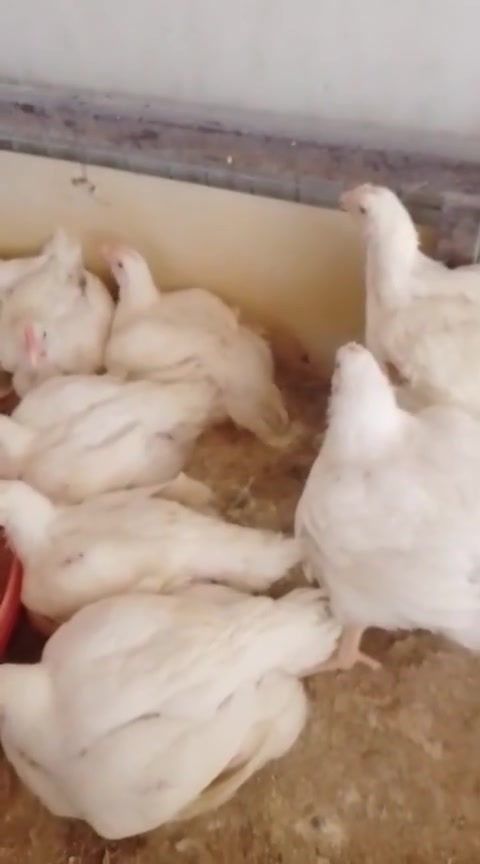 🐔 متوفر دجاج ذبح حي عراقي 🐔

اللهم صلي على محمد وآل محمد 🌺

الدجاج الحي — 3,500 للكيلو
الأفخاذ والصدر والأجنحة — 5,000
الصدر المسحب — 7,000
الكبد الصافي — 6,000

🐟 ومتوفر سمك كاربي
الخشن — 5,000 للكيلو
الناعم — 4,500 للكيلو

📞 للحجز راسلونا أو اتصلوا:  *********** @إشارة
