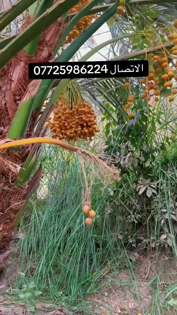 فسائل برحي • مجذر • واسط الصويره