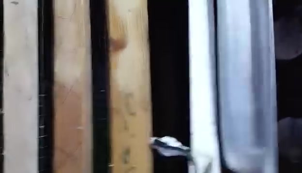 فقاسه • تفقيس فول • شغالة