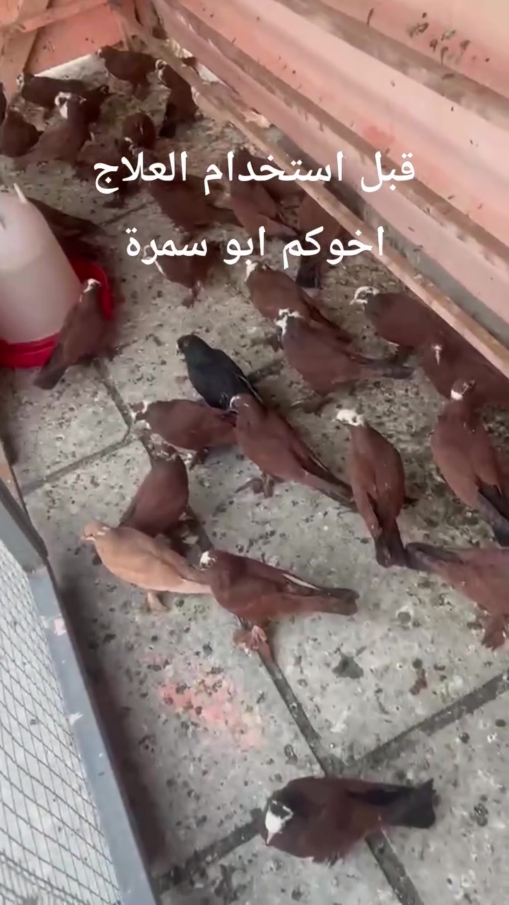 سلام عليكم شباب حمام اخويه الورد علي العبيدي ابو حسون الورد موفق بيهن قبل وبعد العلاج ميحتاج احجي الفديو يتكلم.
تفرج وصلي على النبي.
كل ما تحتاجون متوفر في عيادة السيد البيطرية بغداد الكسرة مدخل كراج الدراجات. 
اخوكم ابو سمرة
واتساب ***********
