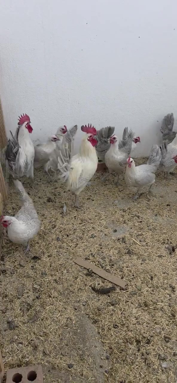 بيض دجاج • فيومي • كلار