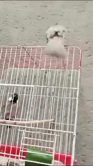 بلبل • اليف • واسط