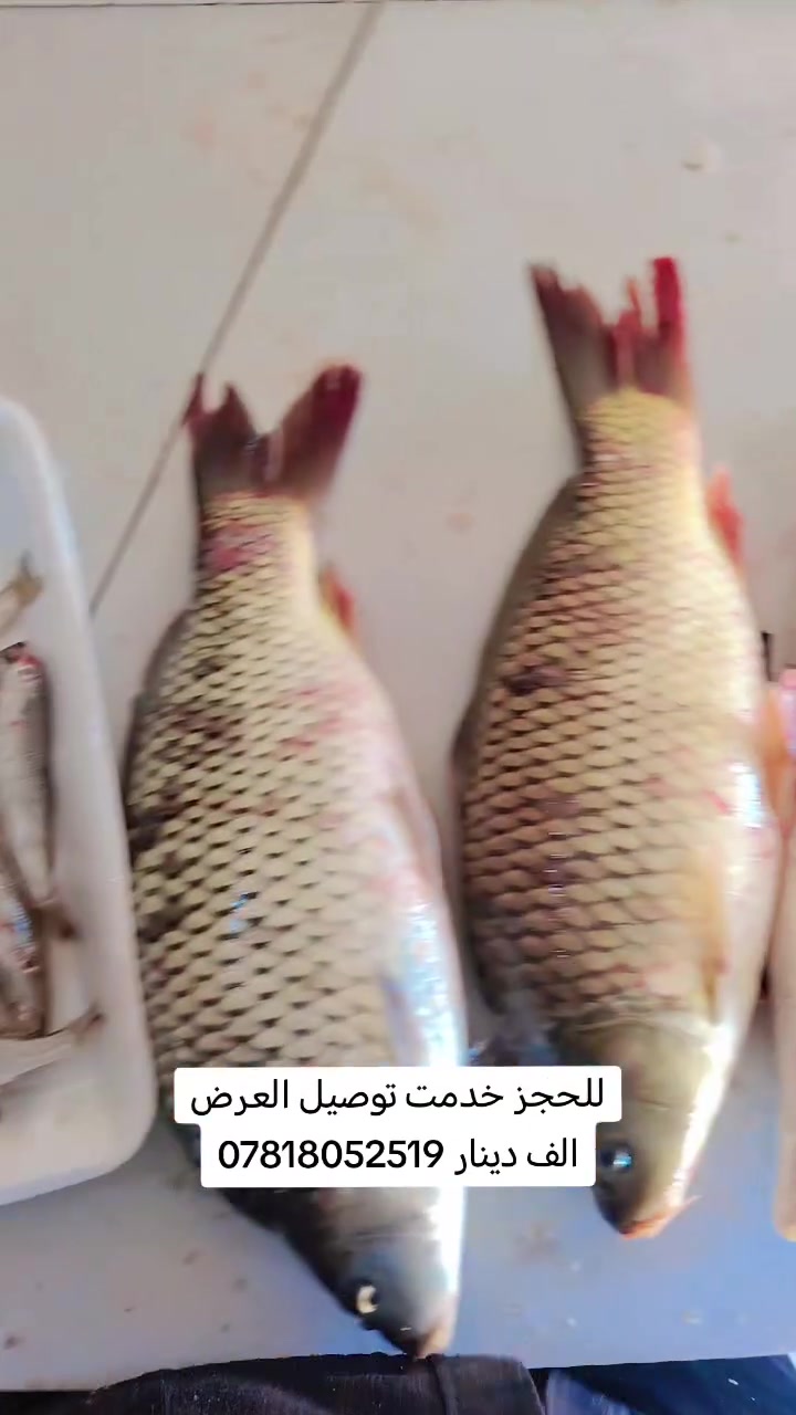 توصيل • حجز • أحياء السماوه
