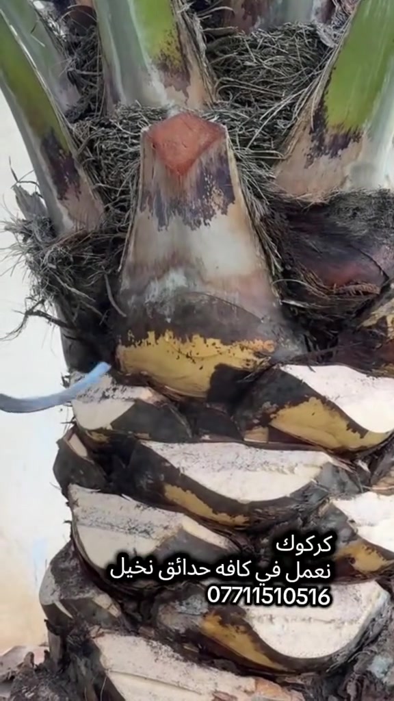🌴 من كركوك نبدأ… ومع النخيل ننجح
نعمل في النخيل والزراعة ونقدم خبرة عملية لتطوير الإنتاج 🌱 للتواصل:***********
إذا تريد إنتاج أفضل ونخيل أقوى، تابعنا وتعلم أسرار الزراعة الصحيحة 💪
💡 خبرة… جودة… عطاء
📍 كركوك
#كركوك
