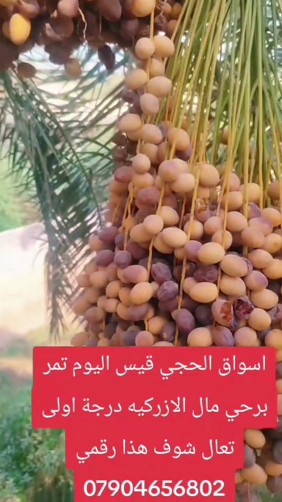 لا توجد تفاصيل
