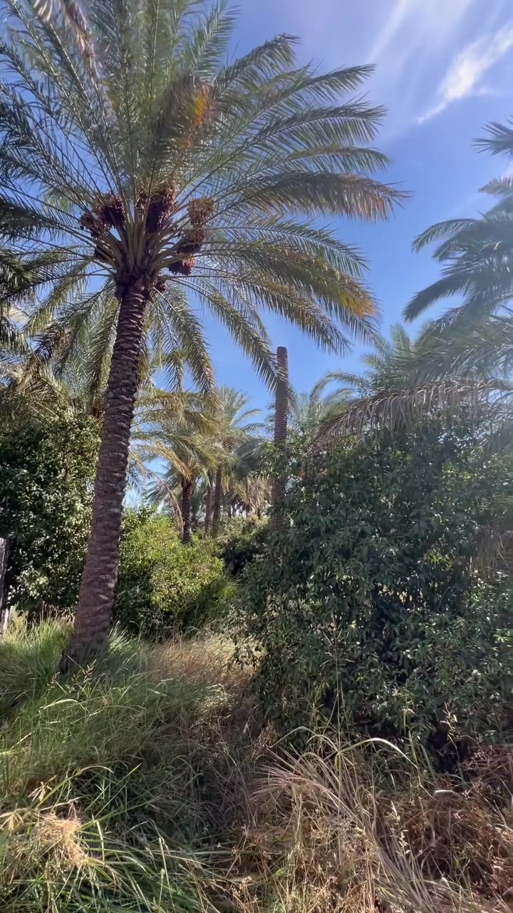 الراشديه بغداد • ٣٠٠م • طابو زراعي