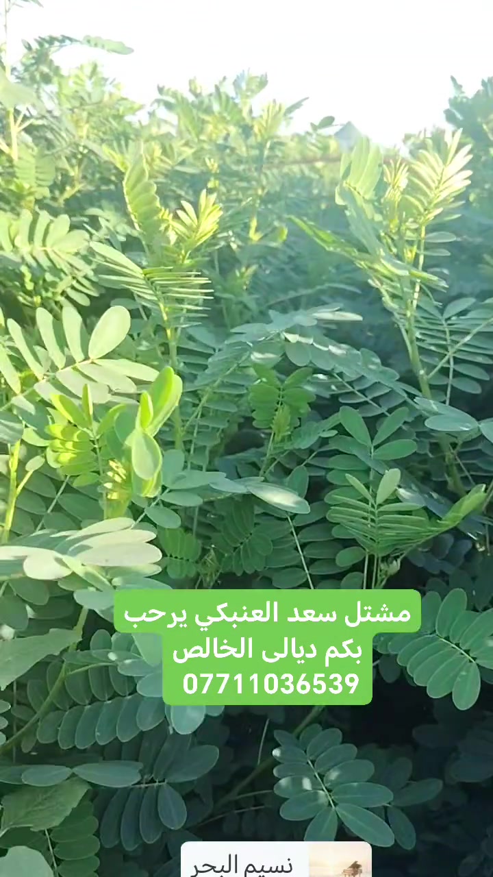 السلام عليكم 
متوفر اكاسيا مصرية والابيزيا ارتفاع عالي ديالى الخالص استفسار خاص ***********
