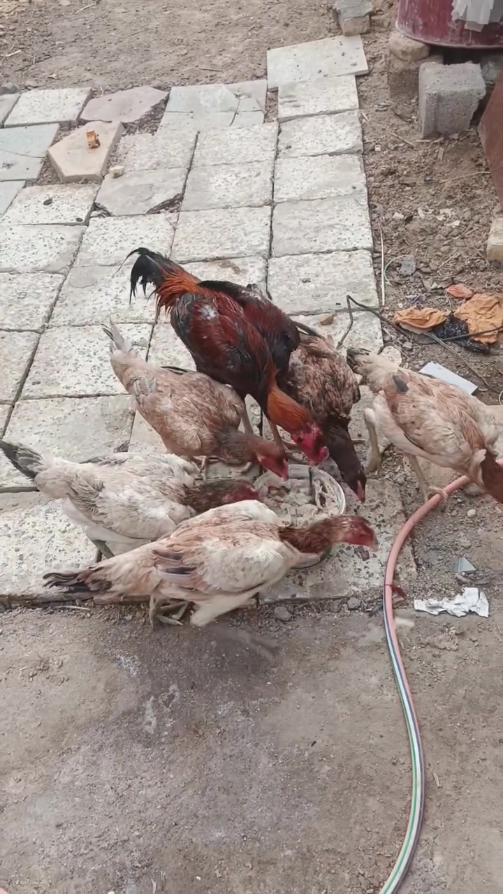 خمس دجاجات • جاي يبيضن