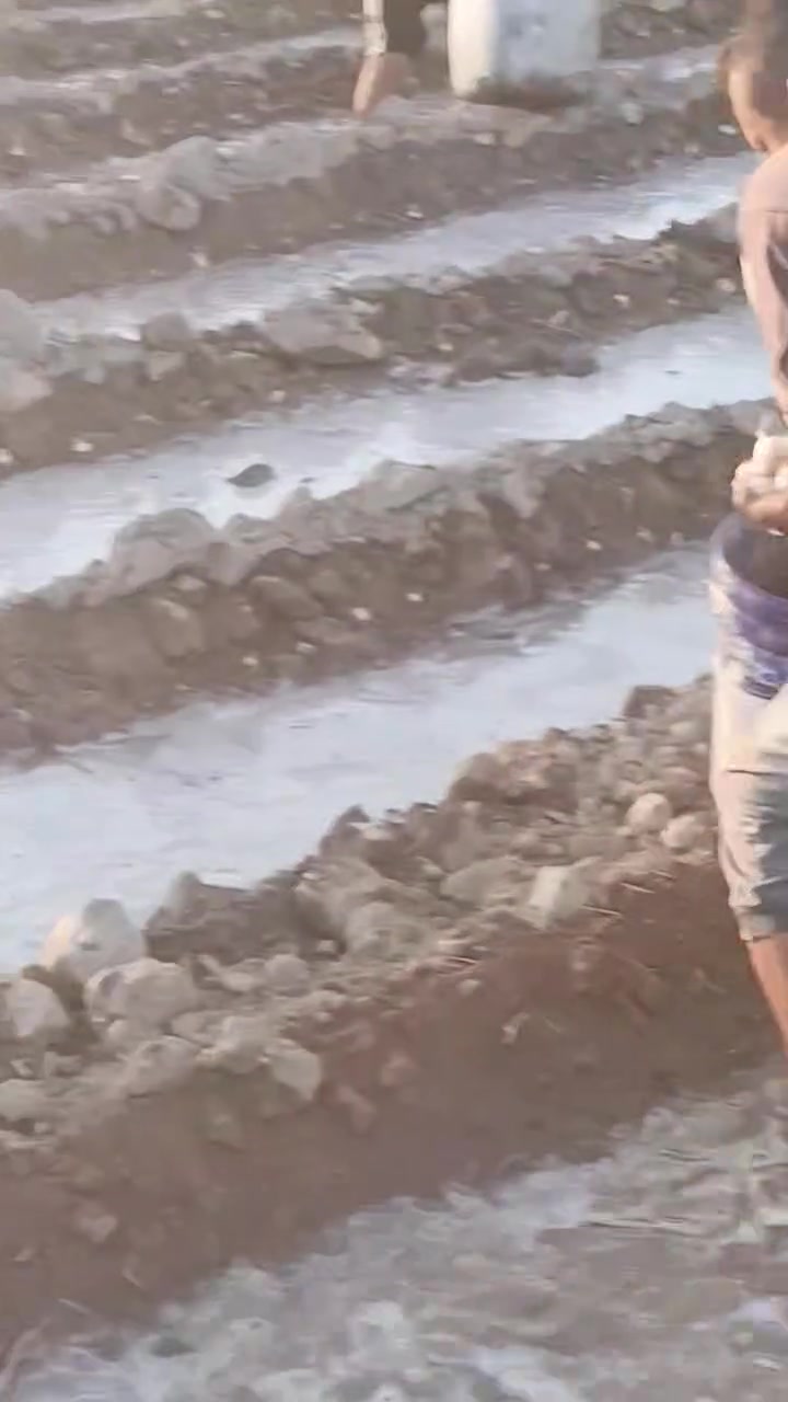 يتوفر عمال شتال خس بصل باجله بتيته اي واحد يريد بيه خير ويدللاستفسار***********
