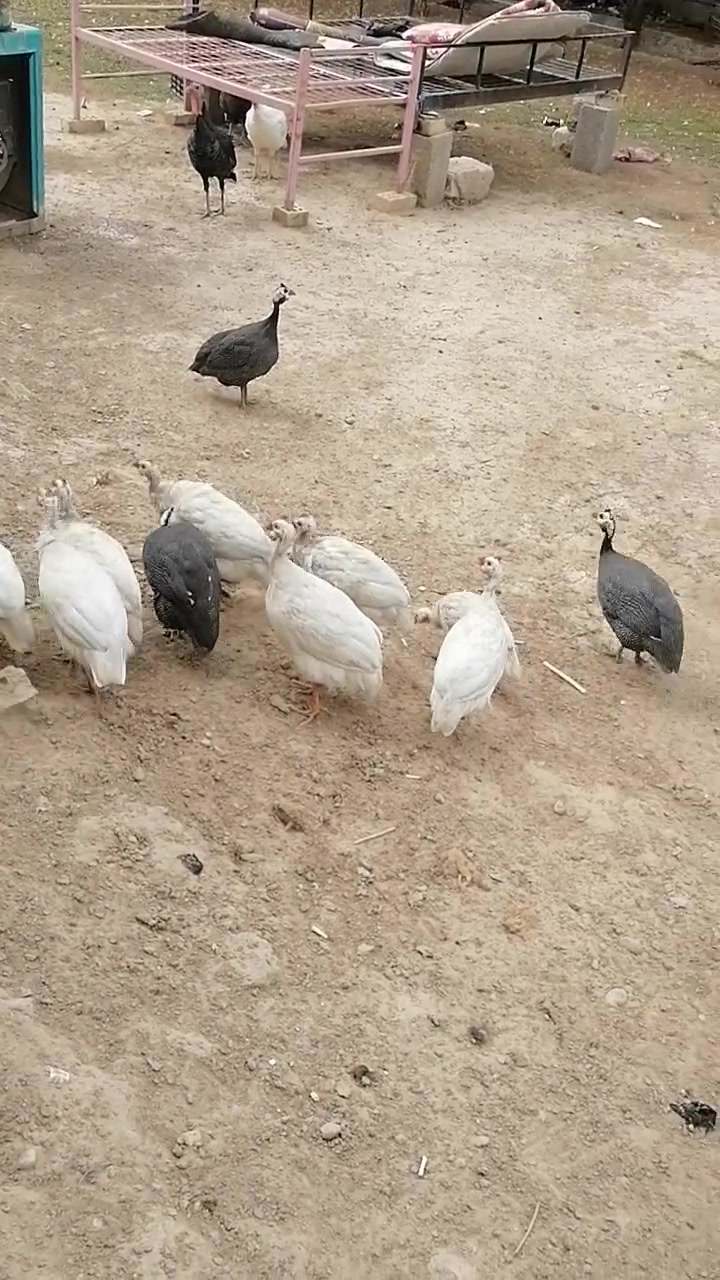 قبج • للبيع • قابل الشراي