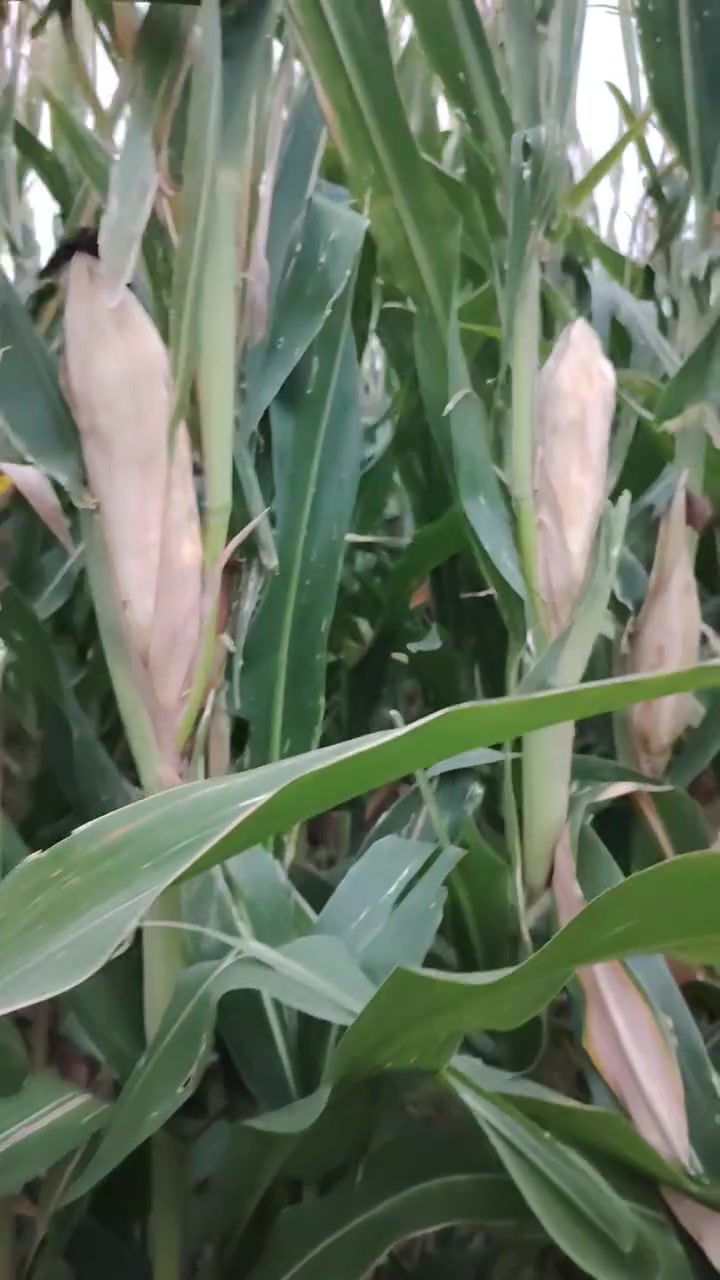 صفره • رويال نيفاده • قرية البسل