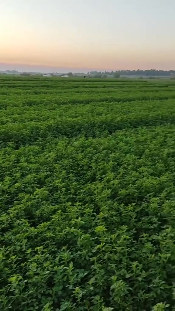 يتوفر بذور جت عراقي درجه اولى مضمون ومشروط
سعر الكيلو ب13 الف 
ويوجد توصيل لجميع المحافظات العراق 
مكاني السماوه ***********
