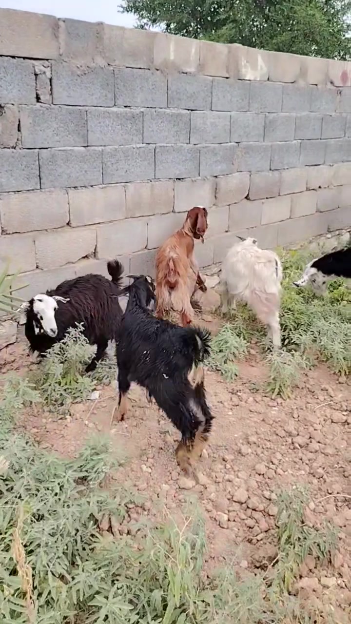 عنز • خشنه • حي العسكري