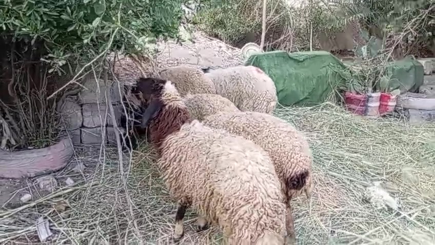 طليان نذاريات • كربلاء الحسينية