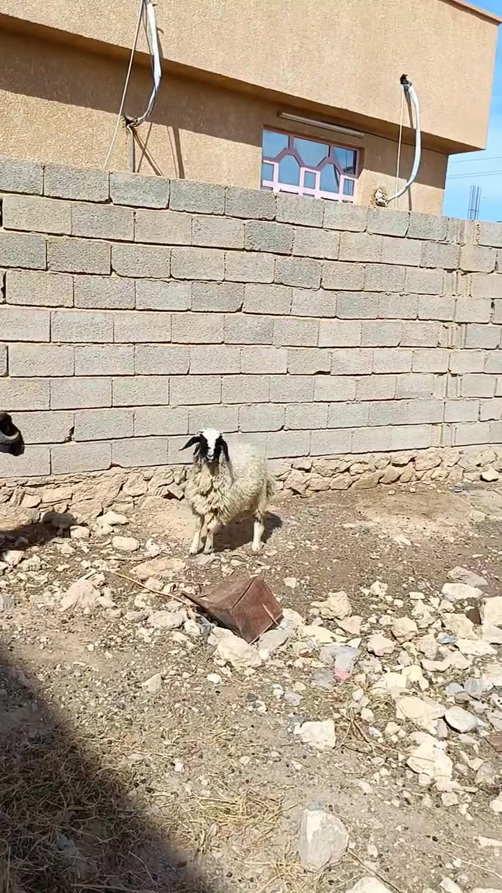 فطيمه • نصاح • حديثه