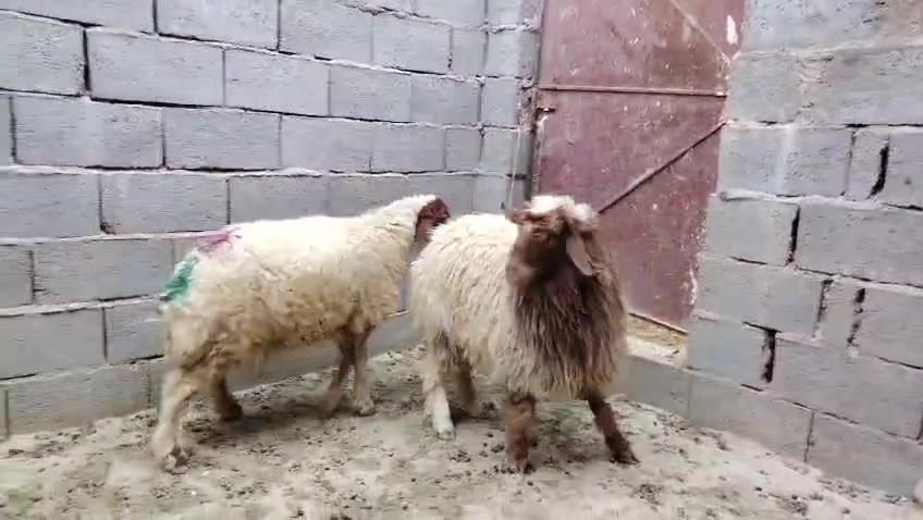 دجات حلوات مال جنيه خشانه فول وسمن مقفلات لحم  بعدهن ما مبدلات ولا سن شرط النصاح وعلى كل عيب

المكان حديثه/الشراي يتصل ويدلل
أي استفسار ع الرقم
***********
