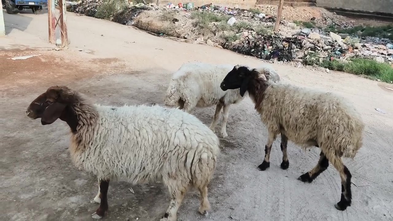 نعجات • ماخذات فحل • الديوانية
