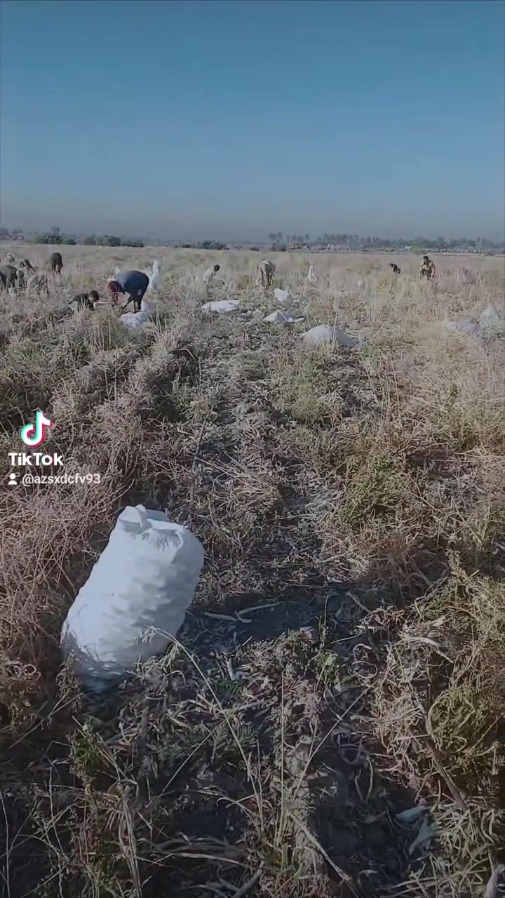 يتوفر كادر عمل شتال بصل اي واحد يريد بيه خير ويدلل استفسار ***********
