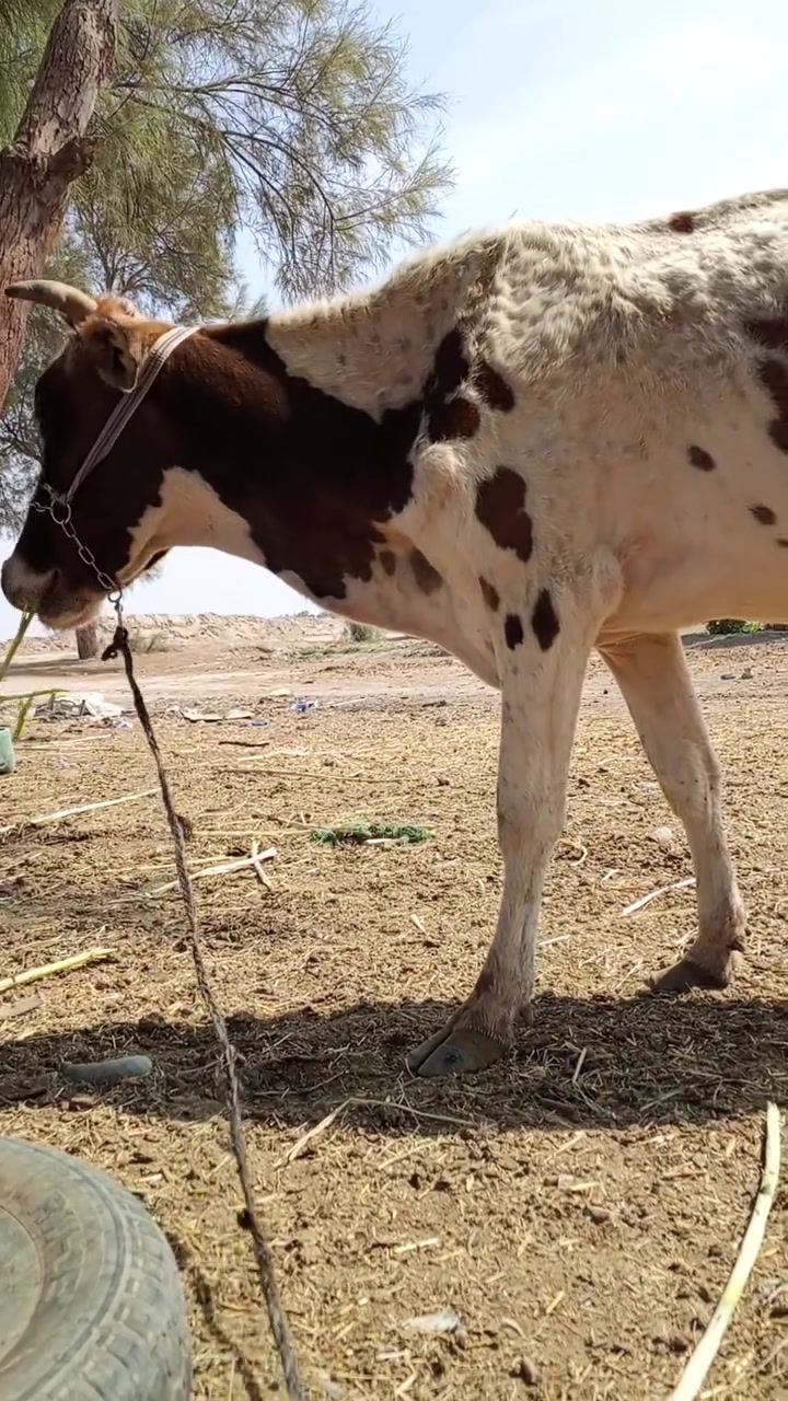 دابه هولندية • درجة أولى • بابل
