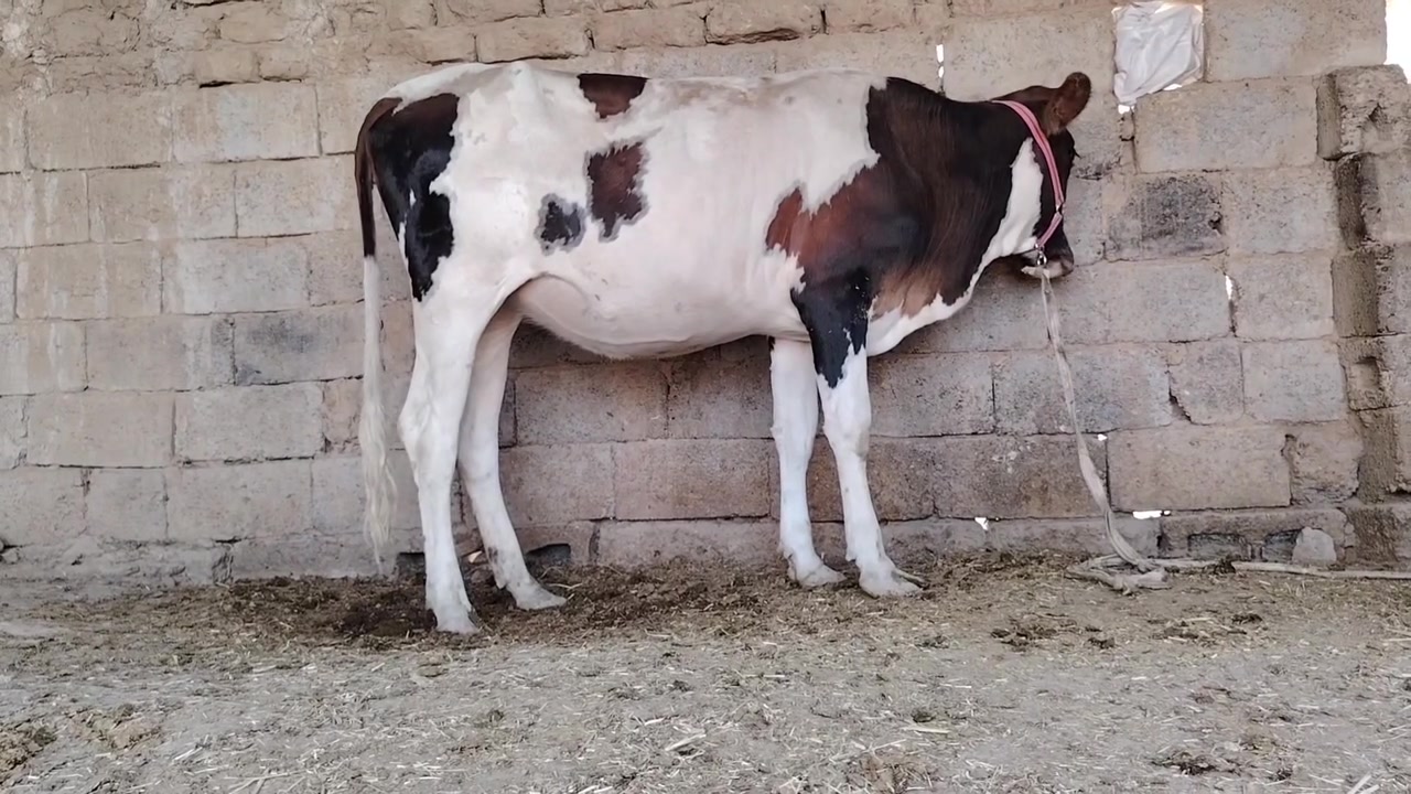 بجر اول بطن عشار 5 أشهر كفاله جنس هولنديه للبيع السعر مليون و 750 / يرهم مراوس بحلال يوجد توصيل حسب التفاق المكان سديره سفلئ /***********
