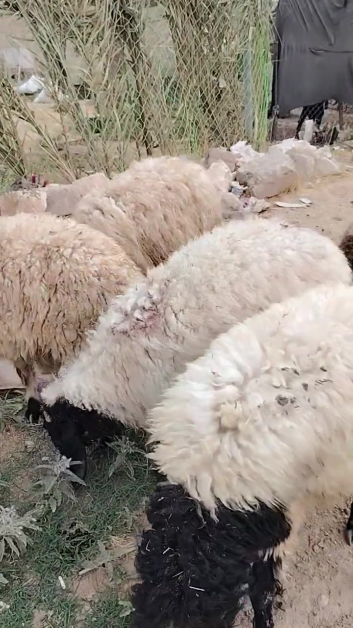 ٣ طليان • ٢ فطايم • حديثة حي العسكري