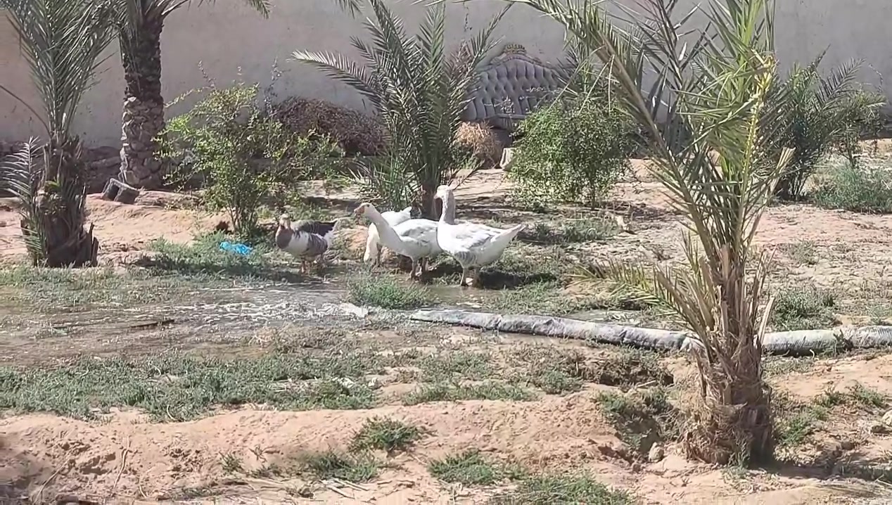 للبيع قيم واخذ
مارد على التعاليق اليريد يتواصل واتساب ***********
