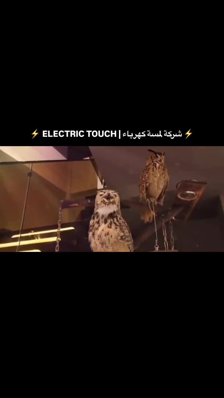 لمسة كهرباء • مقاولات كهربائية • ١٥ سنة