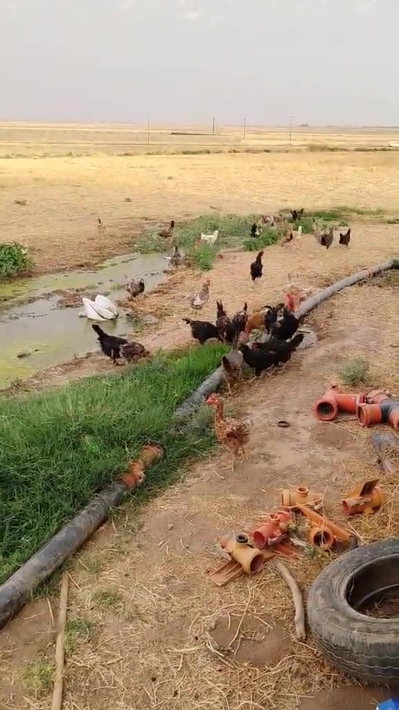 دجاج عرب للبيع زوج 32 كلهم درجه اولي مكان قريه براوجلي ***********
