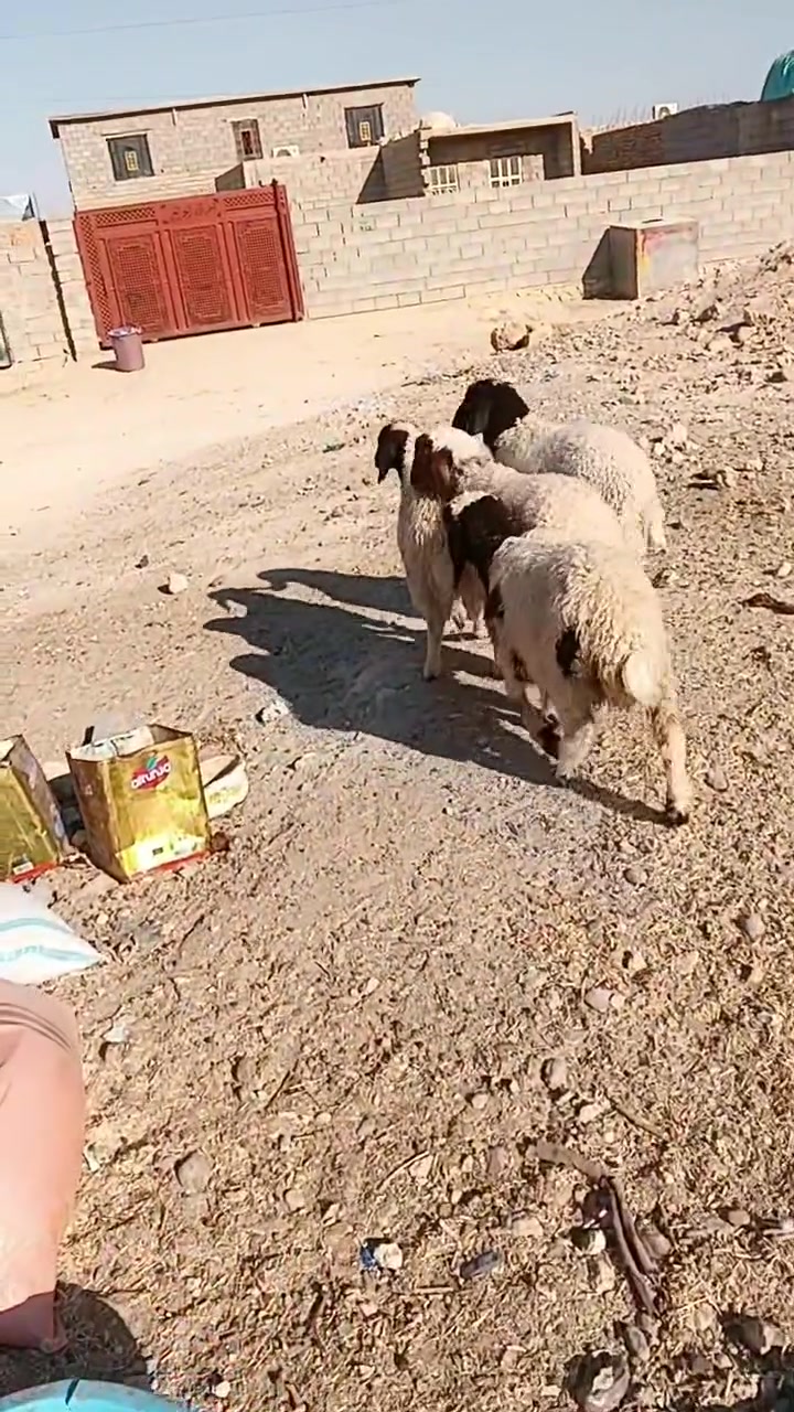 فطايم للبيع مال جنيه ماشاءالله عليهن سعر زوج 425 مكانه حديثه بروانه تصال *********** 
@

