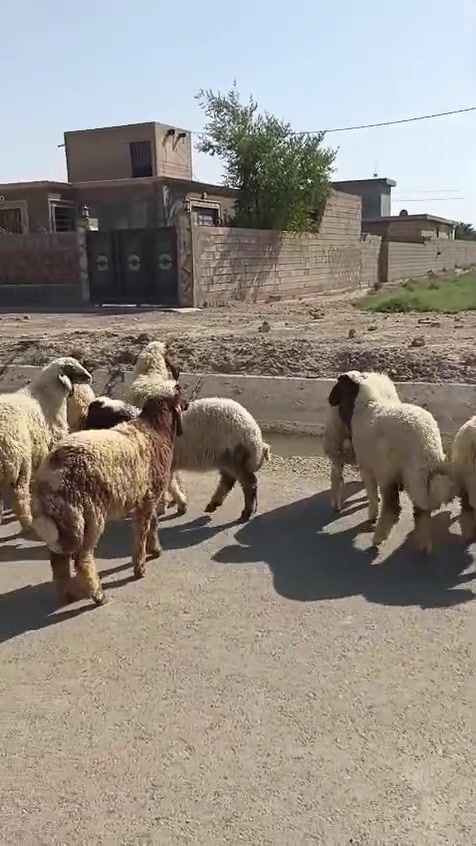 بسم الله ما شاء الله
#طليان  العدد ١٢ تسعه فطايم وثلاثه فحل طليان كلهن شكه من حلال كريش حلال خير من الله وكصه وحده يرهمن ارباط وكصابه المكان واسط الشحيميه قريه ١٠
***********
