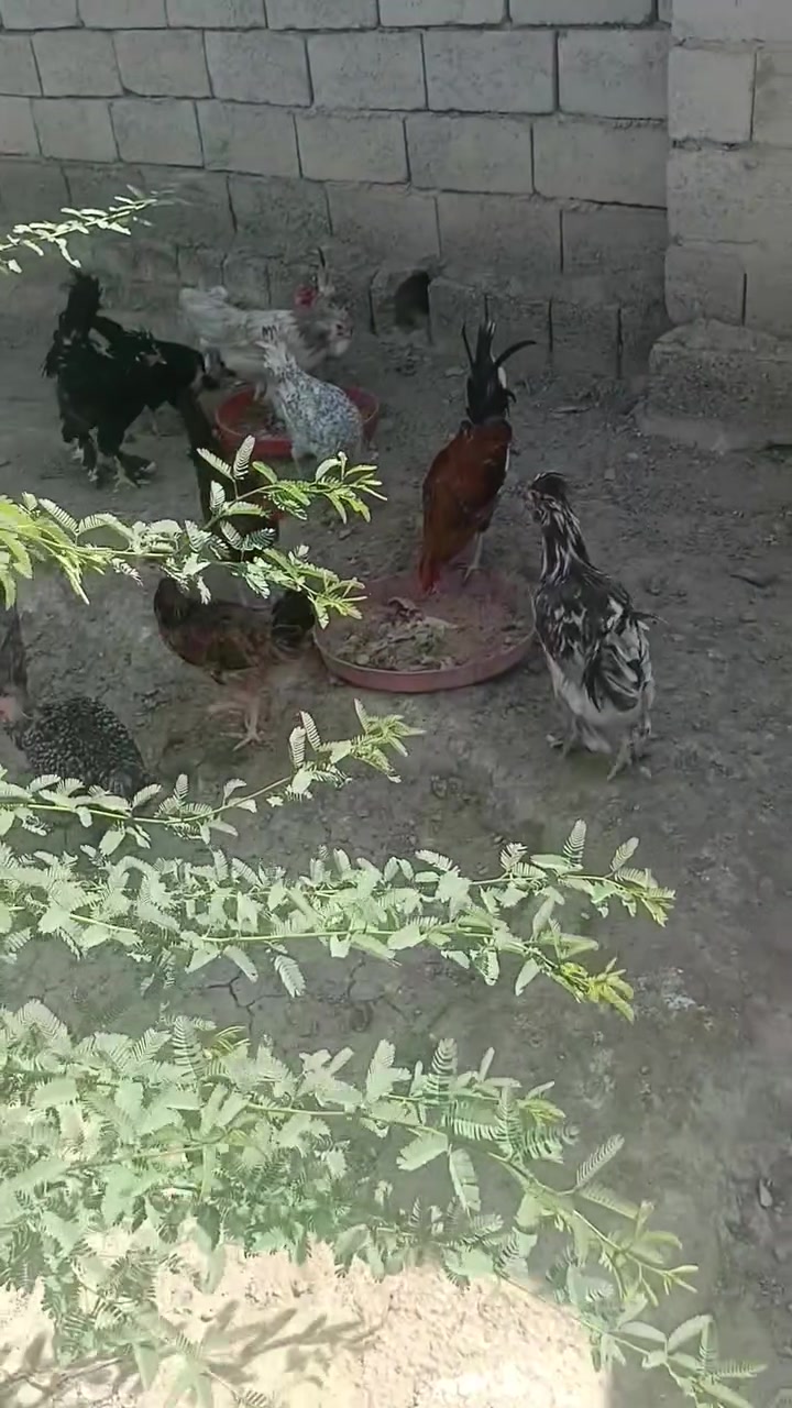 يا الله يتوفر دجاج سلطاني وجبه على بياض دجاج حلوه نضيف زينه حدايق 10زواج تيله وكلاش ضخام سعر زواج 50الف شراي تصل ***********
