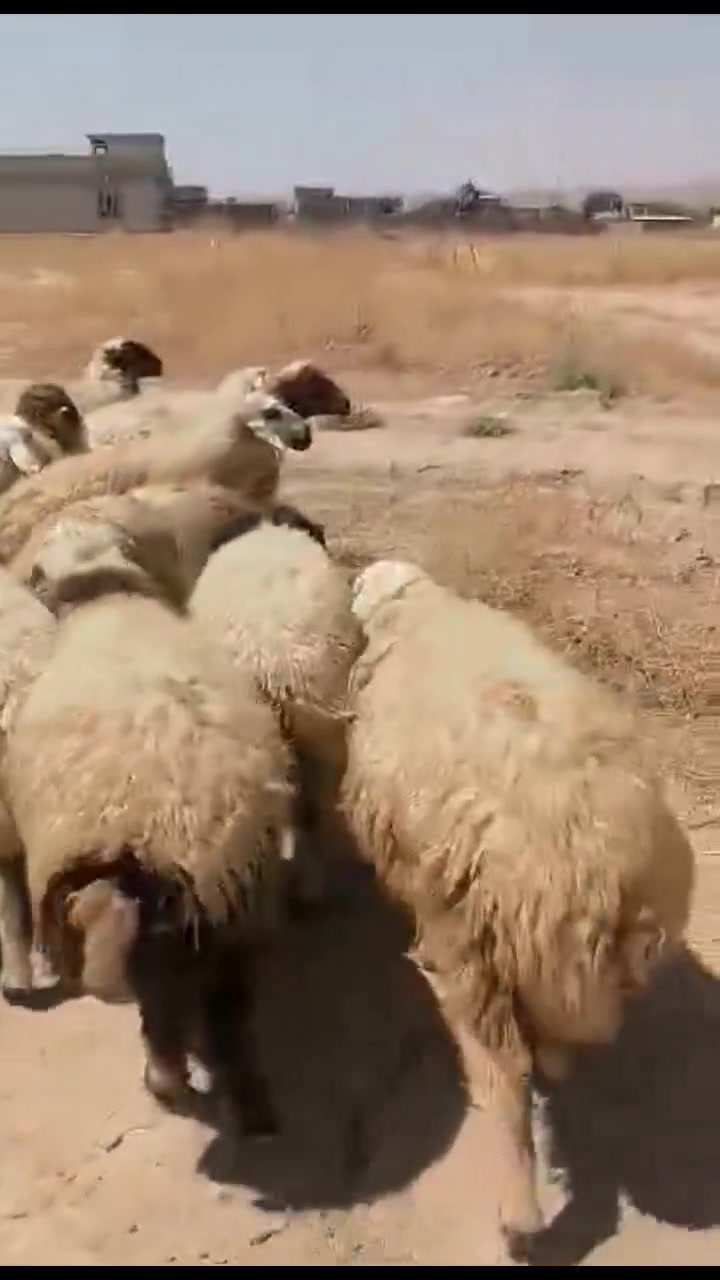 غنم للبيع كلها عشر ١٢نعجة بيها ٩ثناية عنوان نمرود قرية الشروق ***********
