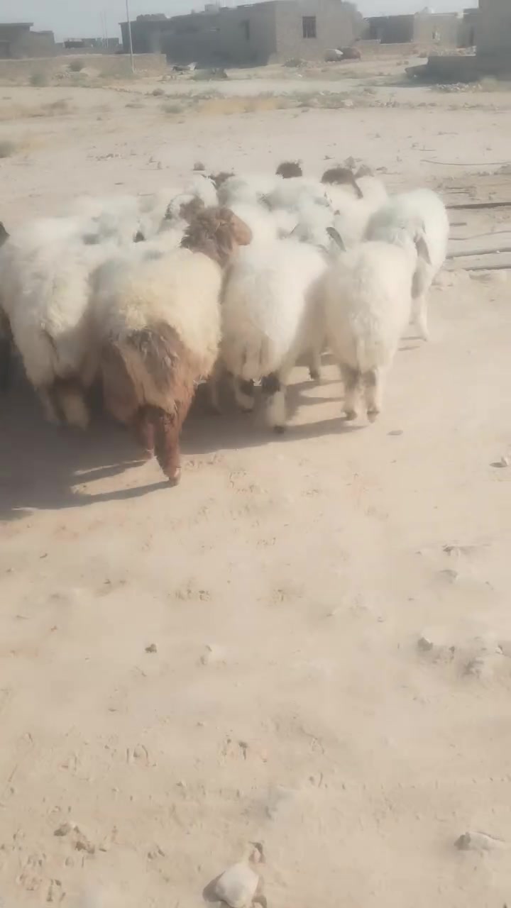 دج مال جنيه العدد ٢١ وياهن ٣ خرفان المكان حديثه رقم *********** اكو خدمه توصيل 🚚 شراي يتصل وبي خير ودلل
