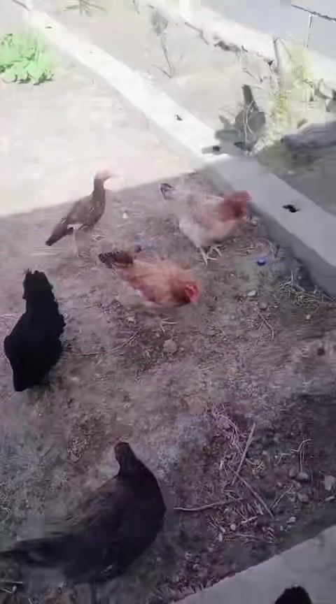 متاح 15دجاجه عرب اصلي بياض وديك عرب واحد الامجموع16 للبيع الا ستفسار الاتصال ع الهاتف ☎️***********لانبار هيت  حي العمال محل محمد 🦅
قرب صيدليه الرواد🗺️
