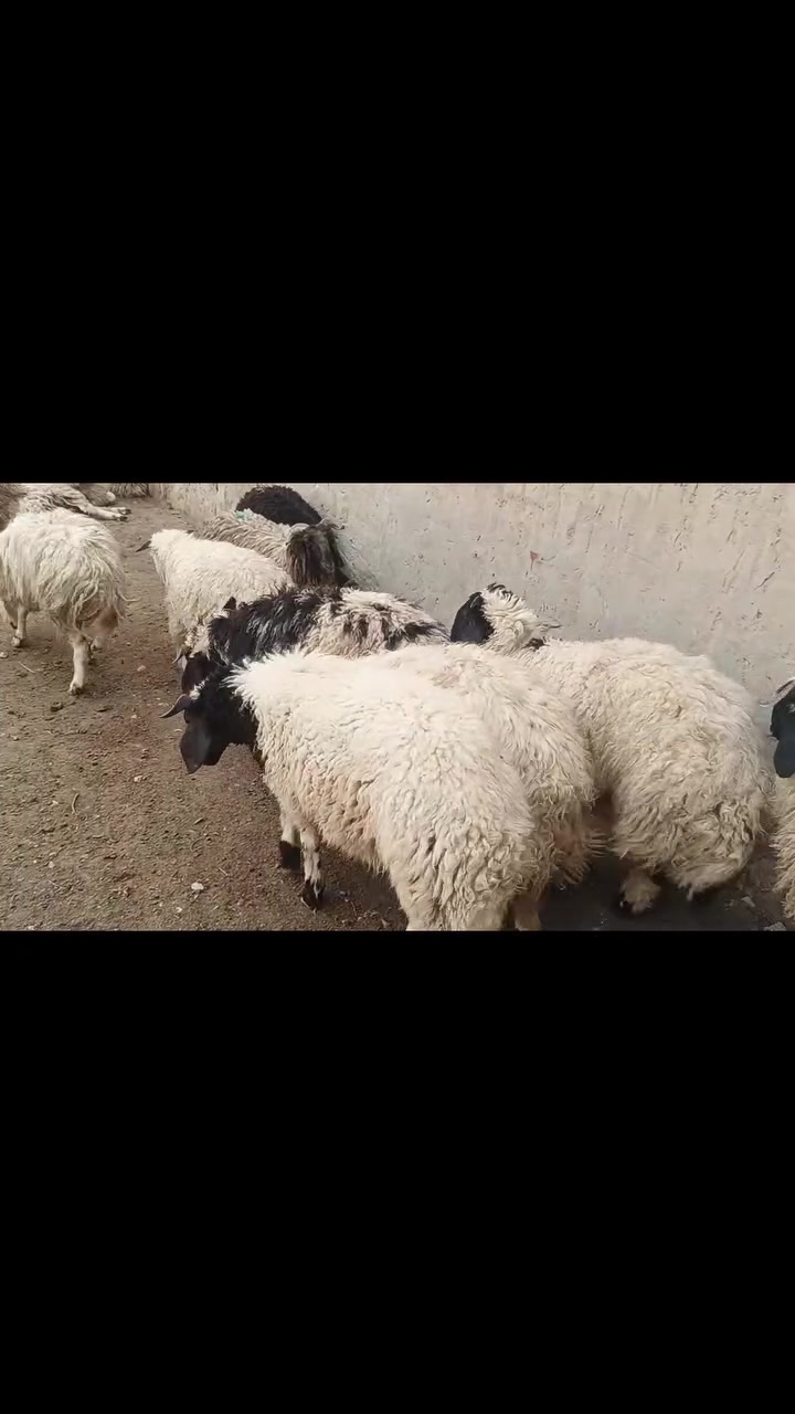 خشنات • ٢٩ • تلعفر