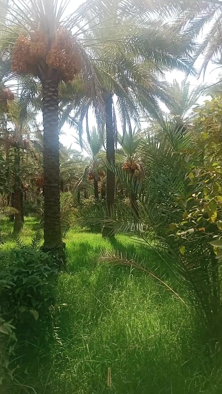 السلام عليكم 14دونم طابو زراعي سند 25 بستان جميع الحمضيات والنخيل مي اساله كهرباء تبليط
 نهرهن وحيدهن  يبعدن عن الشط 400متر 
استفسار أكثر ***********
