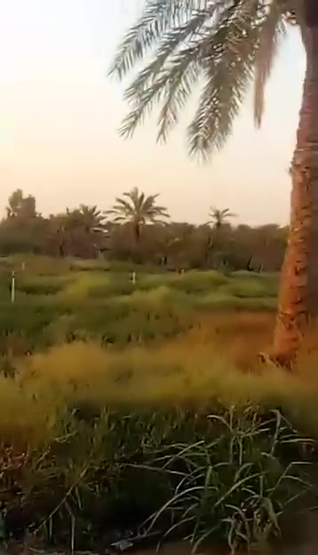 سند ٢٥ • عقد ١٧ • ركه حجي سهيل