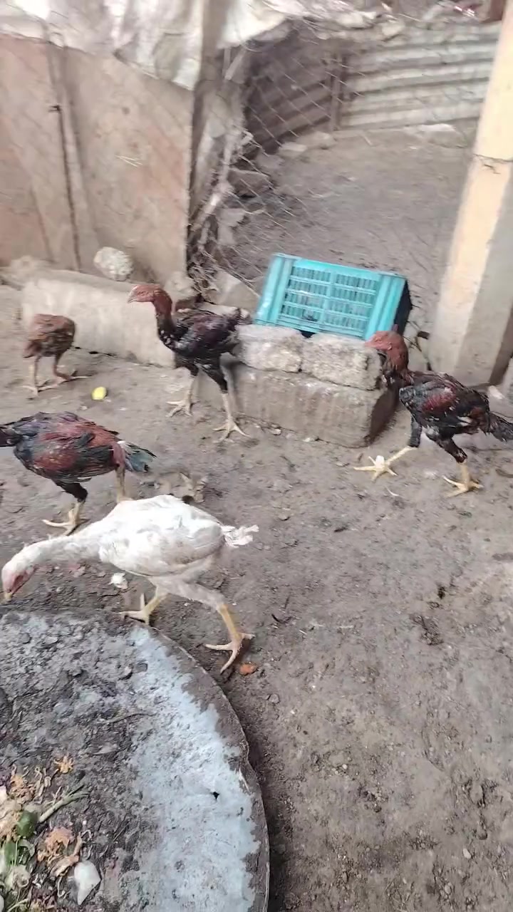 دجاج هراتي • ديوك عرب • الشرقاط