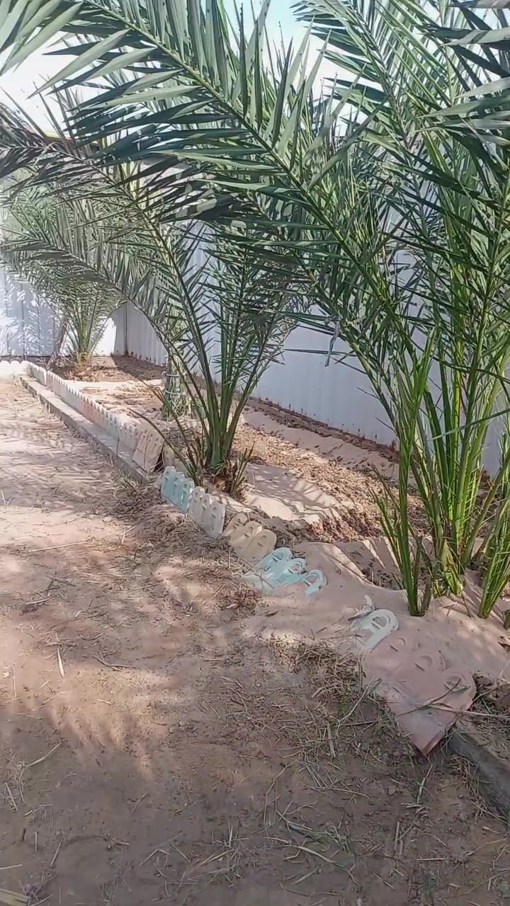 تنظيف النخيل • تعديل النخيل • البصرة