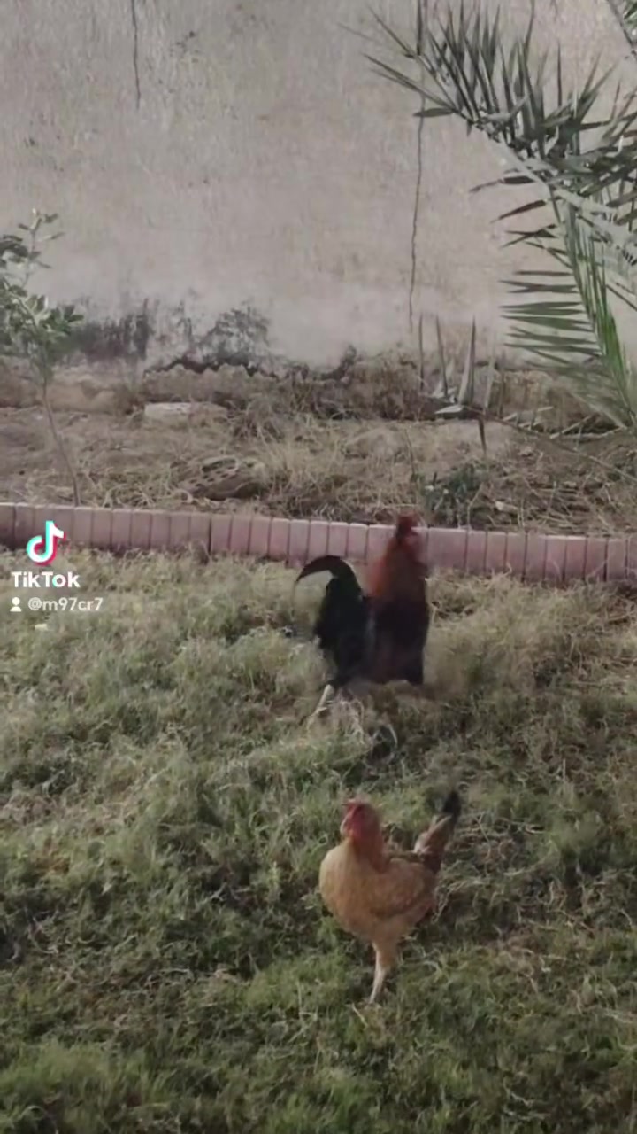 ديج شمسي • افرك • جديدة الشط ديالى