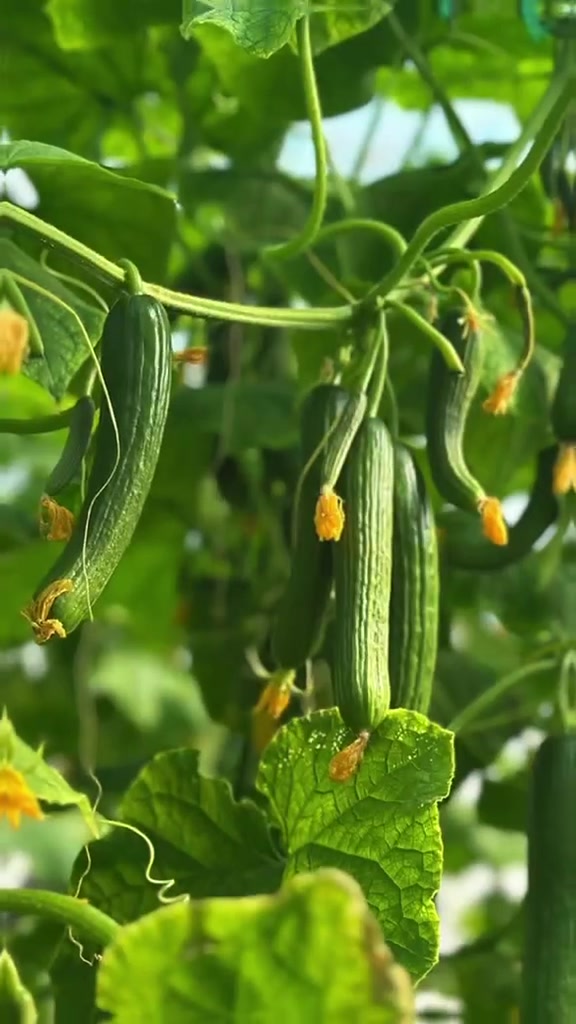 [العربية | كوردي]

جودة ثمار وإنتاج عالي مع بذور الخيار الهجين "ميلانو F1" (MILANO F1)! 🌿🥒

تقدم لكم شركة ثمار زهرة العراق صنف الخيار الفاخر "ميلانو F1"، الاختيار الأضمن لبيوتكم المحمية، حيث يمتاز بنبات قوي يتحمل ظروف الزراعة المحمية، وثمار متجانسة بطول 18 - 20 سم بلون أخضر مميز، بالإضافة إلى إنتاج مستمر بغزارة بدون حاجة للتلقيح، ومرونة تامة في مواعيد الزراعة الربيعية والخريفية.

🤝 شعارنا: بذورنا.. بداية نجاحك. ثقة تدوم وشراكة تنمو

کوالیتی میوە و بەرهەمی بەرز لەگەڵ خەیاری هایبرید "میلانو F1"! 🌿🥒

کۆمپانیای ثمار زهرة العراق خەیاری هایبریدی نایاب "میلانو F1"تان پێشکەش دەکات، کە ڕووەکێکی بەهێزە بەرگەی خانووی پلاستیکی دەکات، و میوەی یەکسان بە درێژی ١٨ - ٢٠ سم بەرهەم دەهێنێت، لەگەڵ بەرهەمی بەردەوام بەبێ پێویستی بە پیتاندن، و نەرموتینی لە کاتەکانی چاندنی بەهار و پاییزدا.

ثمار زهرة العراق
تابعونا على منصاتنا | لە تۆڕە کۆمەڵایەتییەکان هاوڕێمان بن:
🔹 Instagram: Thimarzahrairaq
🔹 Facebook: شركة ثمار زهرة العراق
🔹 TikTok: thimarzahrairaq
🔹 WhatsApp: ***********
🔹 Email: info.thimarzahra-iraq.com
🔹 Website: http://www.thimarzahra-iraq.com

#الشعب_الصيني_ماله_حلرررررر #الشعب_الصيني_ماله_حل #الشعب_الصيني_ماله_حل😂😂 #ثمار_زهرة_العراق #ميلانو #خيار_ميلانو #بذور_خيار #بيوت_محمية #خيار_هجين #زراعة_محمية #خضروات #فلاحة #مزروعات #نباتات #عراق #العراق #كردستان #بغداد #أربيل #دهوك #سليمانية #كركوك #البصرة #الموصل #الأنبار #النجف #كربلاء #بابل #واسط #ذي_قار #ميسان #الديوانية #المثنى #صلاح_الدين #المزارع_العراقي #محصول #خيرات_العراق #بذورنا_بداية_نجاحك #تەماتە #کشتوکاڵ #اکسبلور #اكسبلور_فولو #تريند #fyp #viral #explore #iraq #agriculture #seeds
