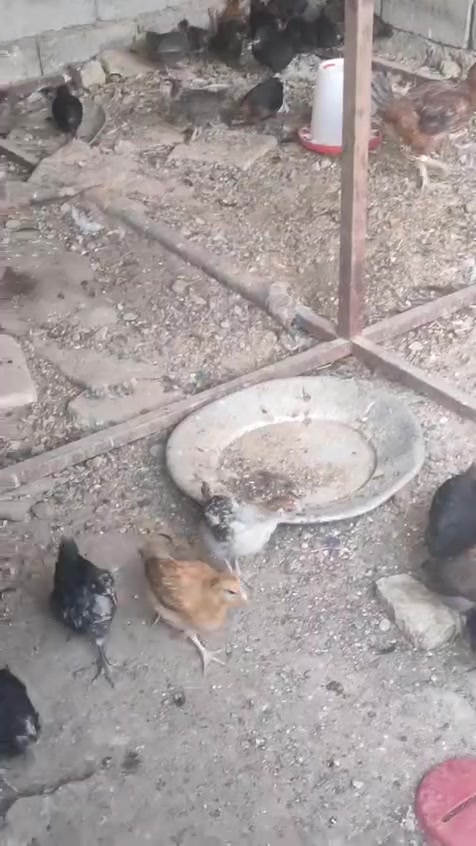 افراخ دجاج هجين إنتاج و لحم
عمر شهر ونص 
ملقح التهابات صرة و نيوكانسل بلماي
نشاط و صحة 
عدد تقريبا 120
مكاني بيجي حي العصري قرب جامع الفتاح 
***********
