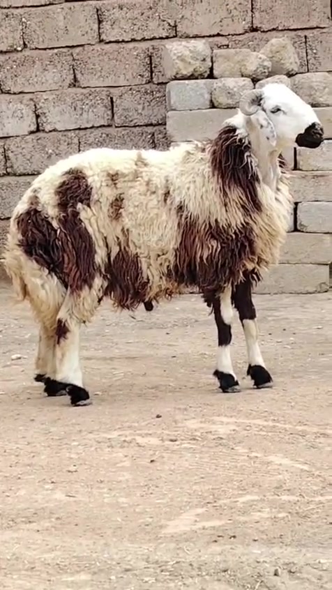 فحل • مبدّل سنون • رقم واحد