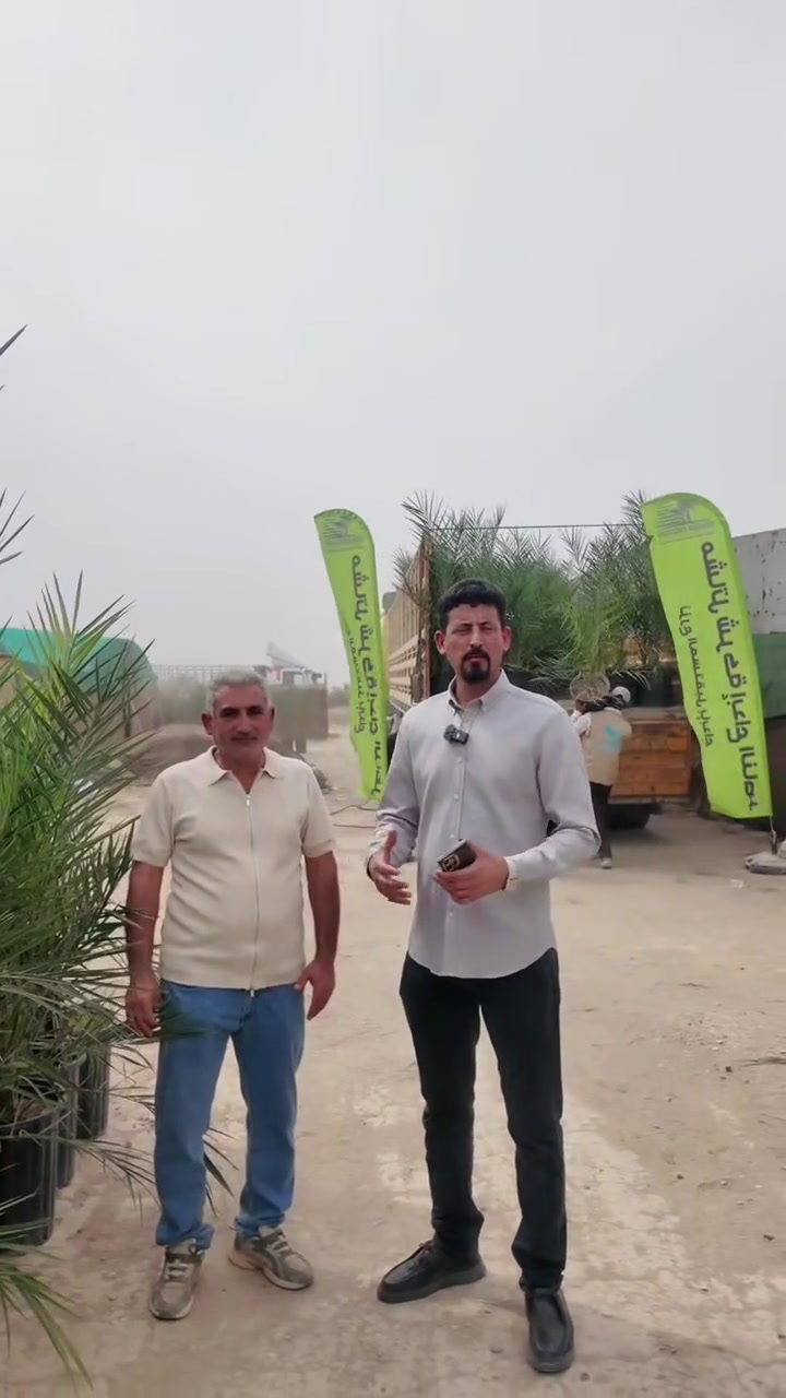 النخيل النسيجي • فسائل نخيل • الناصرية